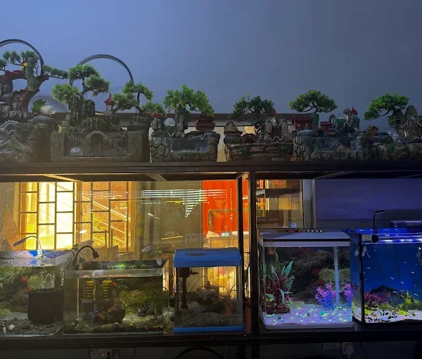 Afshin Aquatics