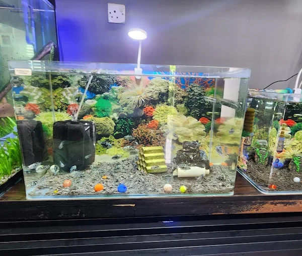 Afshin Aquatics